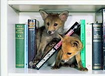 Red fox cubs {Vulpes vulpes} amongst books on bookshelf, UK. Orphan animals.