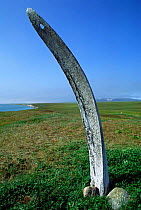 Jawbone of Bowhead whale, Whale bone alley, Yttygran Is, off Chukotka, E Siberia, Russia