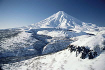 Kamchatka volcano in snow, Siberia, Russia
