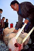 Yupik eskimos butchering Pacific walrus, Uelen, Siberia, Russia