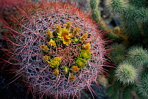 Barrel cactus {Ferrocactus acanthodes} Anza Borrego NP, California, USA.