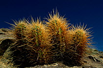 Hedgehog cactus {Echinocereus englemanni} Anza Borrego NP, California, USA.