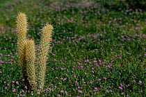 Hedgehog cactus {Echinocereus sp} Anza Borrego NP, California, USA.