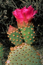 Beavertail prickly pear cactus {Opuntia basilaris} Anza Borrego NP, CA, USA.