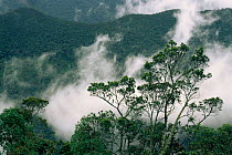 Podocarpus National Park, Andes, Ecuador