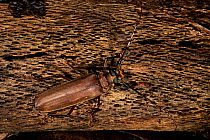 Imperious sawyer beetle Callipogon (possibly armillatum) Ecuador
