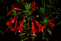 Fuschia flowering on the paramo {Fuschia loxensis} Andes, Ecuado