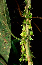 Thorn mimic treehoppers {Membracidae} Manu Cloud Forest, Peru