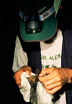 Researcher mist netting bats in Mindo cloud forest, Ecuador