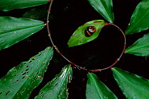 Squash beetle {Coccinellidae} on leaf whorl, Amazonia, Peru