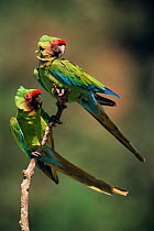 Two Military macaws {Ara militaris militaris} Urubamba river, Amazonia, Peru