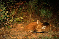 Maned wolf sleeping {Chrysocyon brachyurus} Cerrado, Brazil