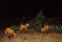 Maned wolves interacting {Chrysocyon brachyurus} Cerrado, Brazil