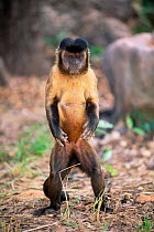Brown capped capuchin monkey standing {Cebus apella} Cerrado, Brazil