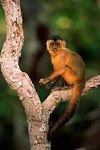Brown capped capuchin monkey {Cebus apella} Cerrado, Brazil