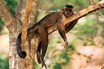 Brown capped capuchin monkey resting in tree {Cebus apella} Cerrado, Brazil
