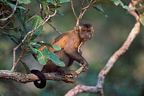 Brown capped capuchin monkey in tree {Cebus apella} Cerrado, Brazil