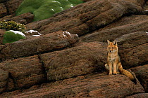Culpeo / Andean red fox {Pseudolopex culpaeus} Altiplano, Bolivia