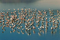 Flock of James' flamingos {Phoenicoparrus jamesi} Colorada lake, Bolivia