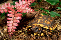 Yellow foot tortoise baby showing egg tooth {Geochelone denticulata} Amazonia, Ecuador