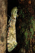 Peanuthead lantern bug {Fulgora laternaria} Amazonia, Ecuador