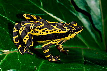 Harlequin frog {Atelopus sp} Amazonia, Ecuador
