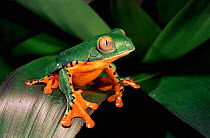 Leaf frog {Agalychnis calcarifer} Ecuador