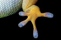 Close up foot of Madagascan day gecko {Phelsuma madagascariensis}