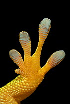 Close up foot of Madagascan day gecko {Phelsuma madagascariensis}