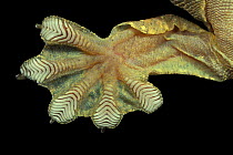 Close up webbed foot of Kuhl's gecko {Ptychozoon kuhli}