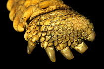 Close up of foot of Spurred tortoise {Geocheloone sulcata}