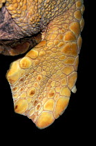 Close up of fin of Loggerhead turtle {Caretta caretta}