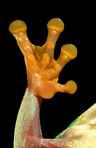 Close up of foot of Red eyed tree frog {Agalychnis callidryas}