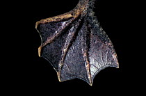 Close up of webbed foot of Surinam toad {Pipa pipa}