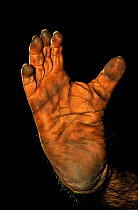Close up of foot of Chimpanzee {Pan troglodytes} opposable toe