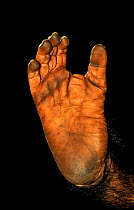 Close up of foot of Chimpanzee {Pan troglodytes}  note opposable toe