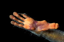 Close up of foot of Slender loris {Loris tardigradus}