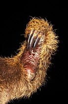 Close up of foot of Hoffmann's two toed sloth {Choloepus hoffmanni}