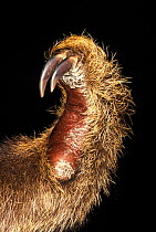 Close up of foot of Hoffmann's two toed sloth {Choloepus hoffmanni}
