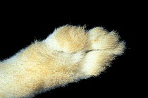 Close up of underside of foot of Mountain hare {Lepus timidus}