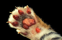 Close up of foot pad of Siberian tiger {Panthera tigris altaica}