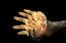 Close up of foot of European mole {Talpa europaea}