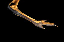 Close up of foot of Eastern grey kangaroo {Macropus giganteus}