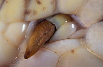Close up of 'foot' of Malagasy boa {Sanzinia madagascariensis}