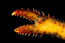 Close up of claw of Northern lobster {Homarus americanus}