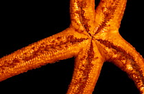 Close up of underside of Starfish {Asteroidea}