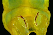 Close up of underside and legs of Deaths head hawk moth caterpillar {Acherontia atropos}