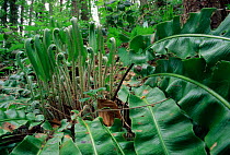 Harts tongue fern leaves unfurling {Asplenium scolopendrium} UK.