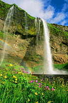Wildflowers and Seljalandsfoss waterfall, Iceland