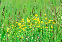 Buttercup flowering in meadow {Ranunculus acris} Skaftafell NP, Iceland